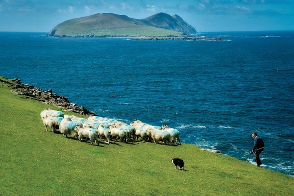 Irish Sheep Herding