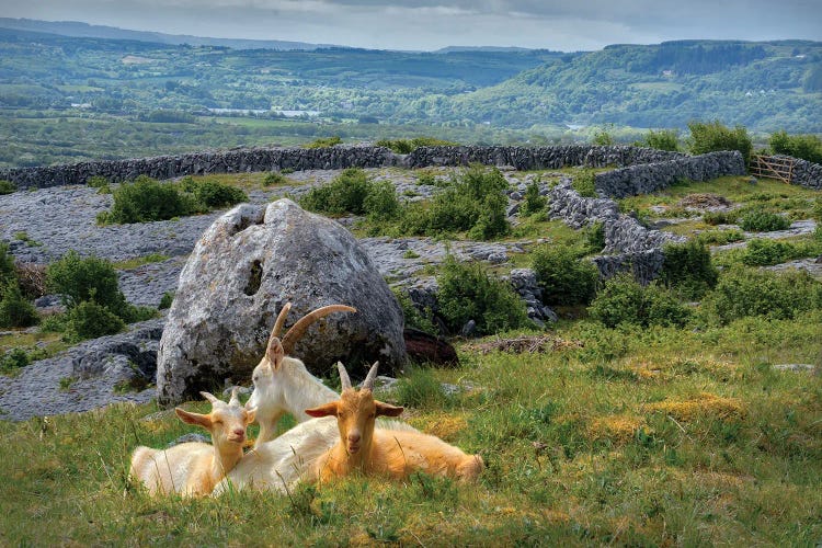 Hillside Goats