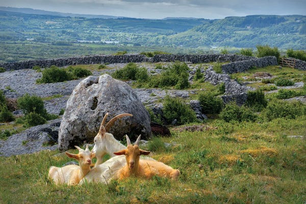 Goats: Hillside Goats by Dennis Frates