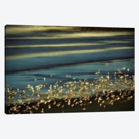 Seagulls Canvas Print #DEN970} by Dennis Frates Canvas Artwork
