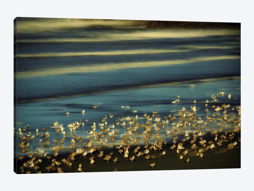 Seagulls by Dennis Frates 1-piece Canvas Art Print
