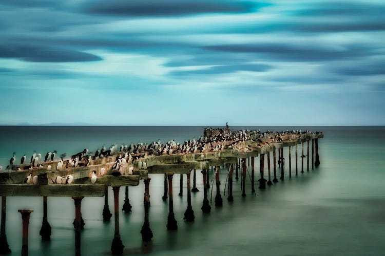 Sea Birds On Pier