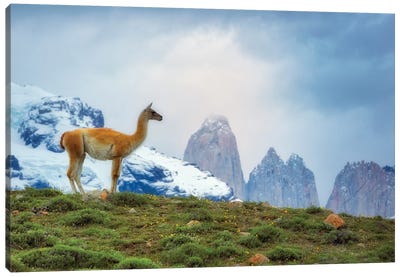 Patagonia Guanaco Canvas Art Print - Llama & Alpaca Art