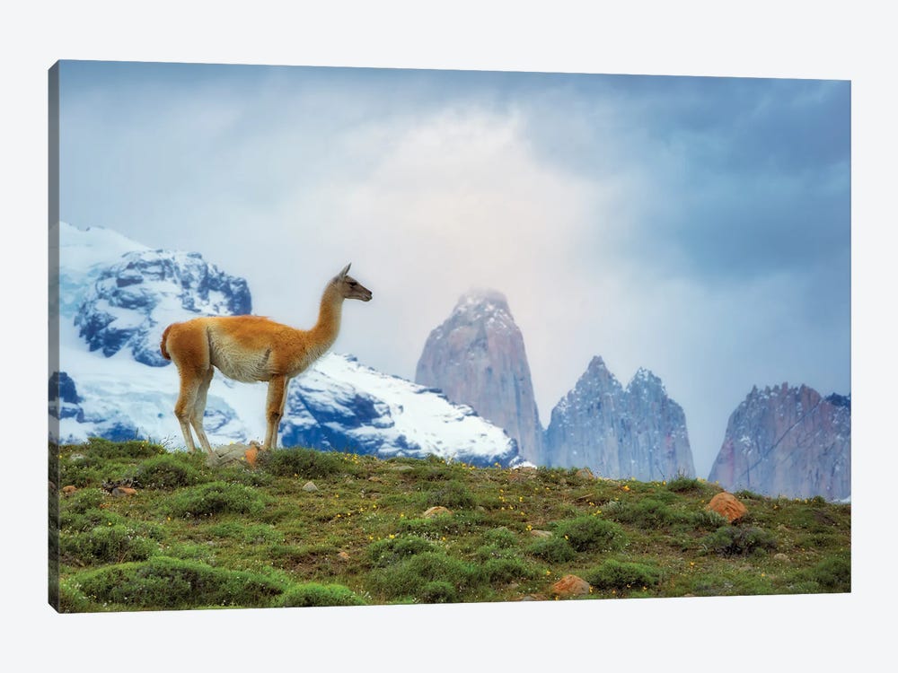 Patagonia Guanaco by Dennis Frates 1-piece Canvas Art