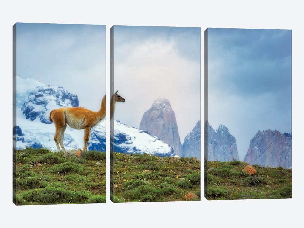 Patagonia Guanaco by Dennis Frates 3-piece Canvas Wall Art