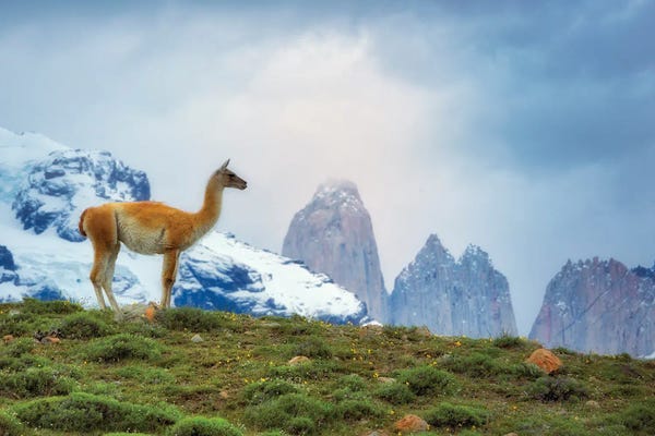 Llamas: Patagonia Guanaco by Dennis Frates