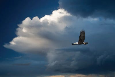 Bald Eagle Thunderstorm by Dennis Frates framed canvas print
