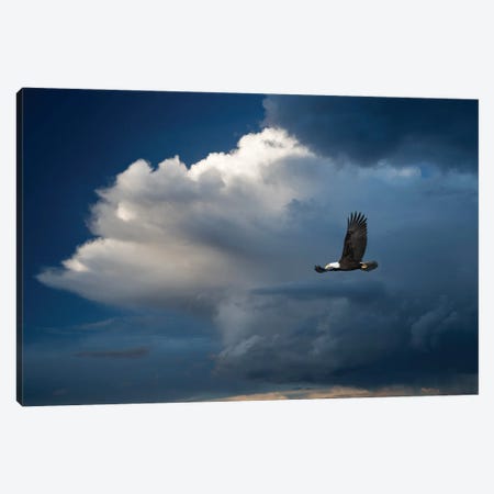 Bald Eagle Thunderstorm Canvas Print #DEN976} by Dennis Frates Canvas Art Print