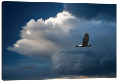 Bald Eagle Thunderstorm Canvas Art Print - Dennis Frates