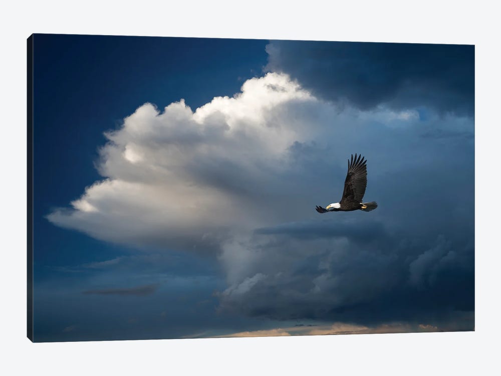 Bald Eagle Thunderstorm by Dennis Frates 1-piece Canvas Art Print