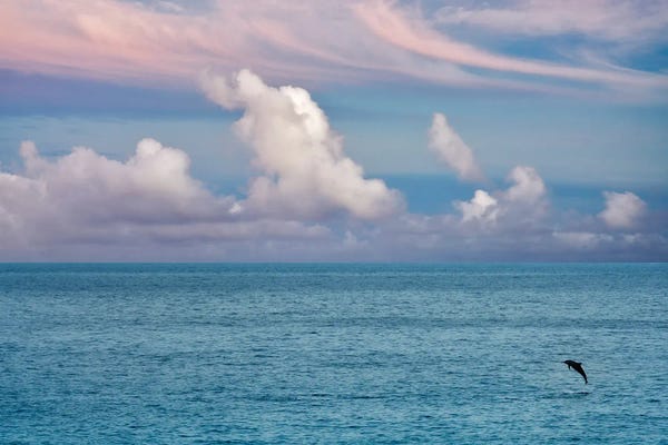 Dolphins: Jumping Dolphin by Dennis Frates