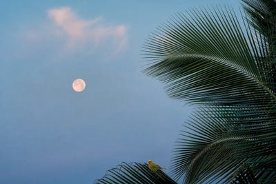 Palm Moon And Bird by Dennis Frates canvas print