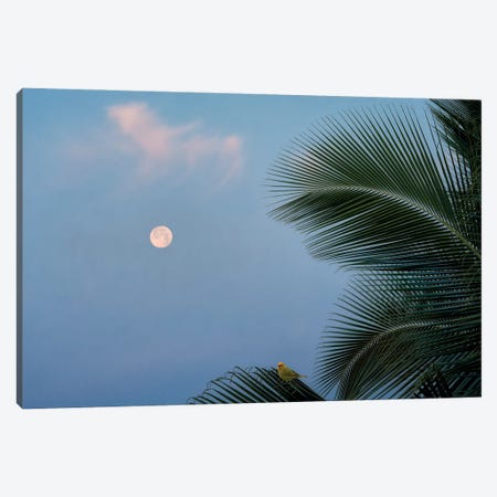 Palm Moon And Bird Canvas Print #DEN979} by Dennis Frates Canvas Wall Art
