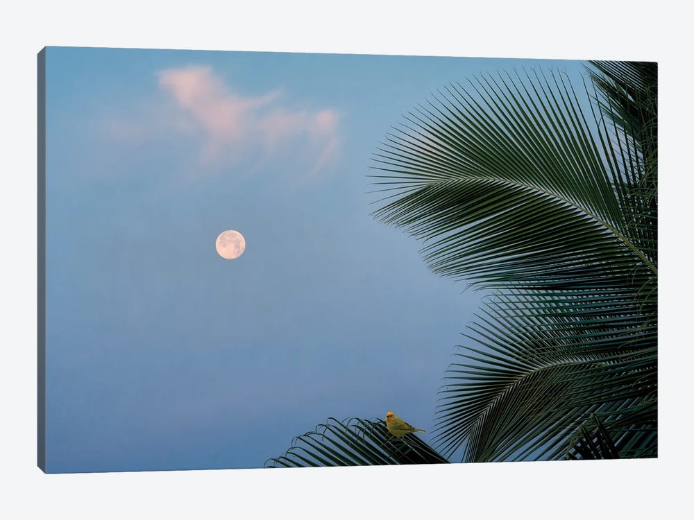 Palm Moon And Bird by Dennis Frates 1-piece Canvas Wall Art