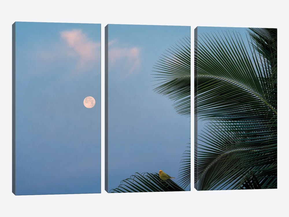 Palm Moon And Bird by Dennis Frates 3-piece Canvas Artwork