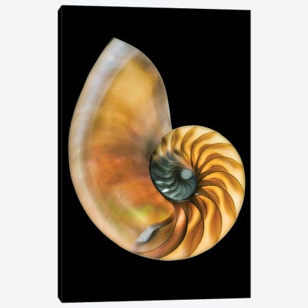 Sea Shells IV Canvas Print #DEN982} by Dennis Frates Canvas Art Print