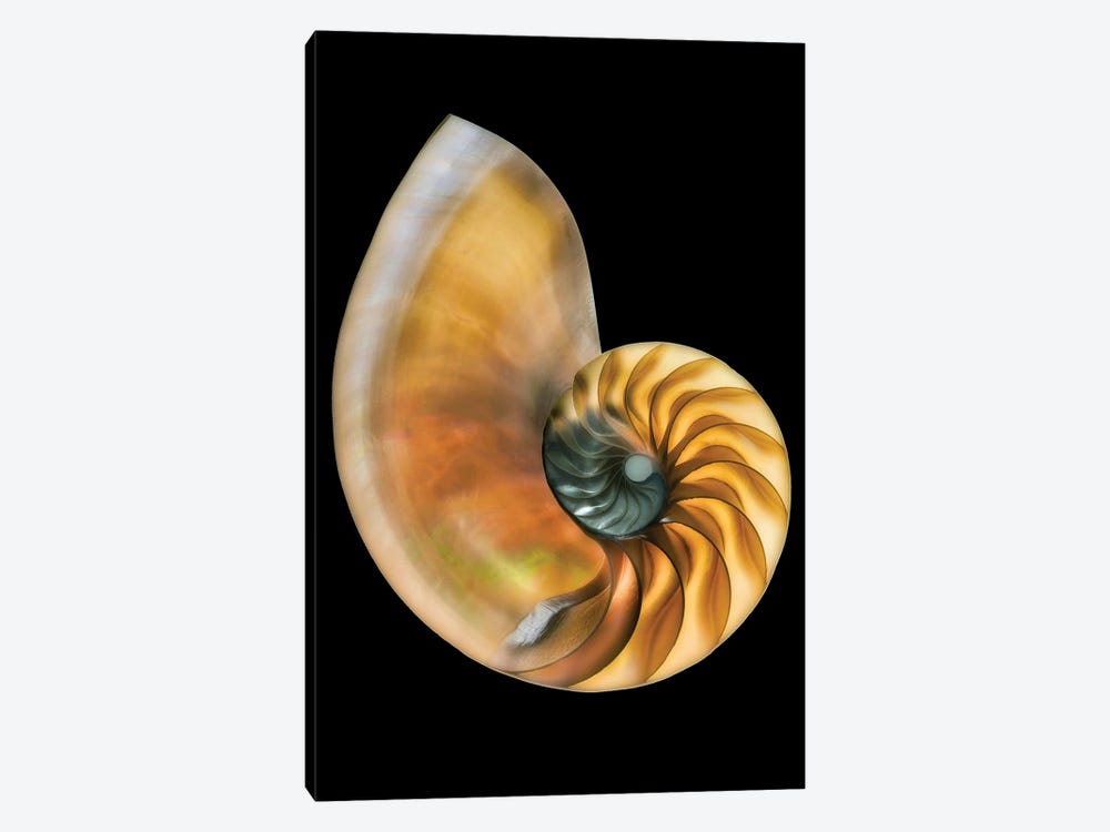 Sea Shells IV by Dennis Frates 1-piece Canvas Artwork