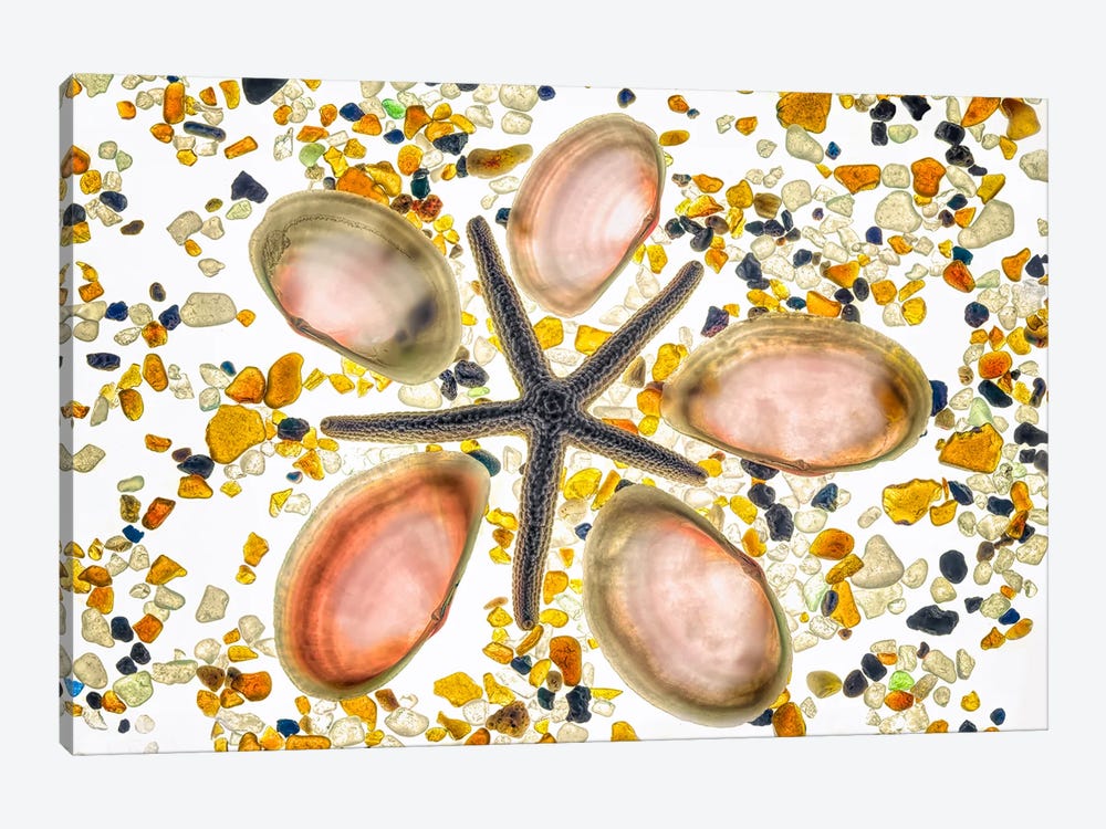 Sea Shells IX by Dennis Frates 1-piece Canvas Art