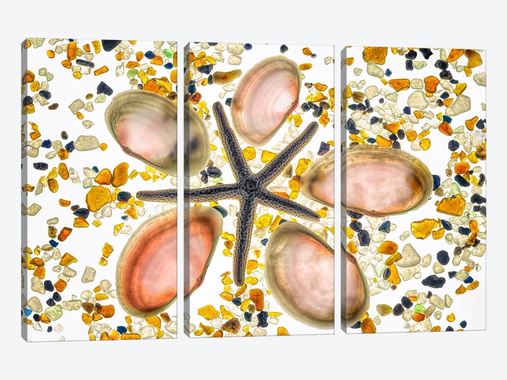 Sea Shells IX by Dennis Frates 3-piece Canvas Art