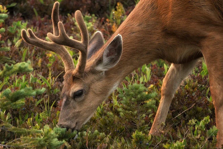 Grazing Deer