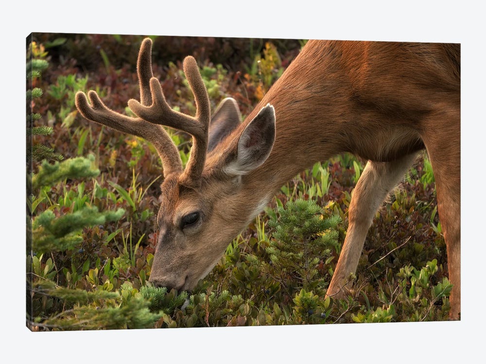 Grazing Deer by Dennis Frates 1-piece Canvas Print
