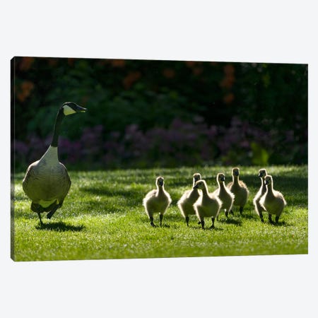 Goose Family III Canvas Print #DEN988} by Dennis Frates Canvas Print