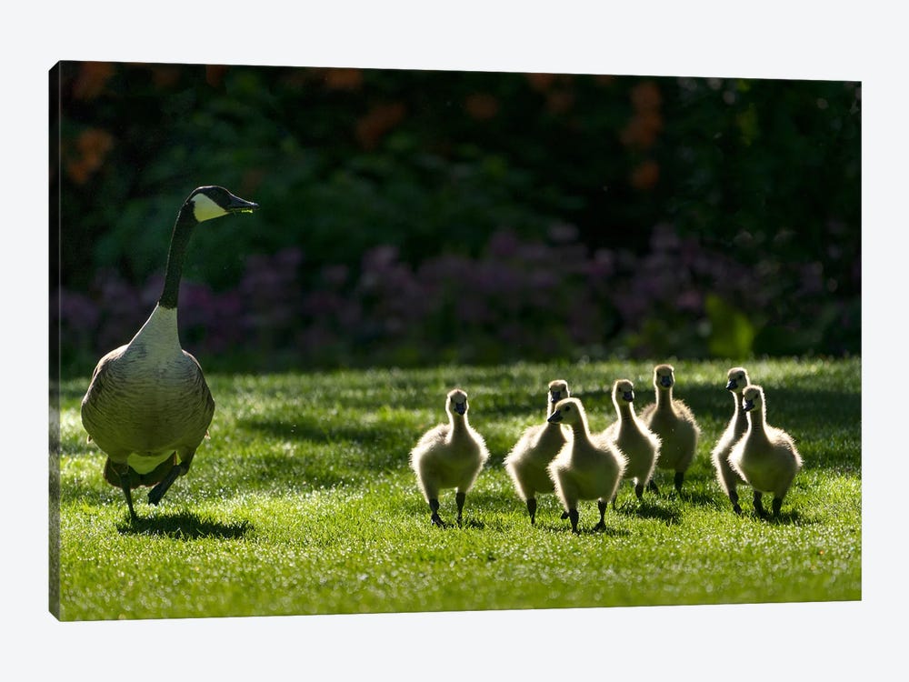 Goose Family III by Dennis Frates 1-piece Canvas Artwork
