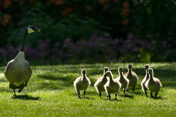 Geese: Goose Family III by Dennis Frates
