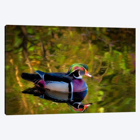 Wood Duck Reflection II Canvas Print #DEN989} by Dennis Frates Canvas Print