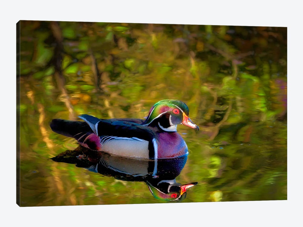Wood Duck Reflection II by Dennis Frates 1-piece Art Print