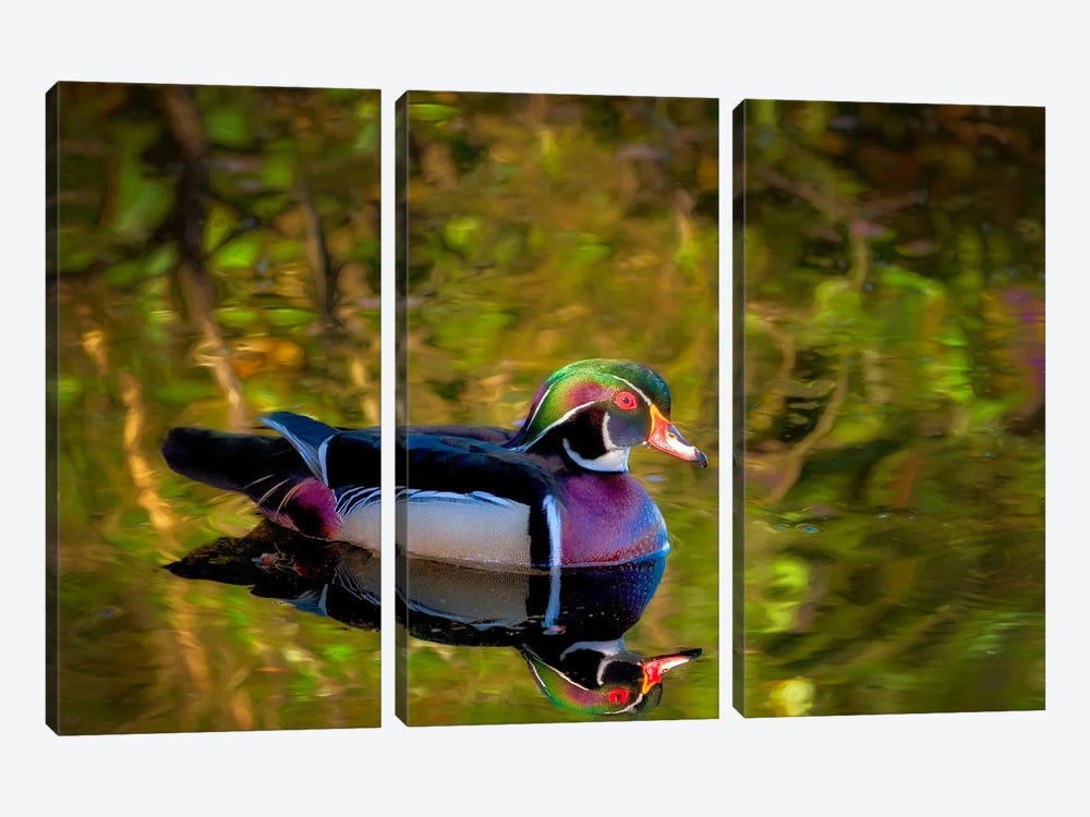 Wood Duck Reflection II by Dennis Frates 3-piece Canvas Print