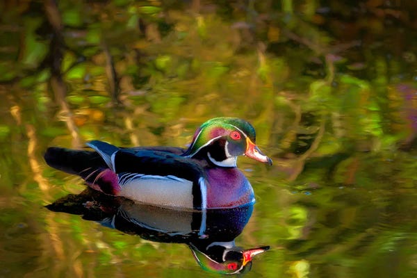 Wood Duck Reflection II