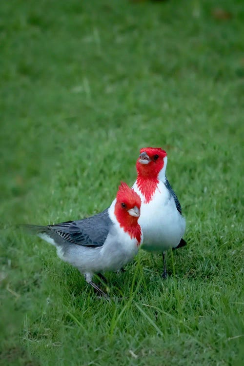 Cardinals