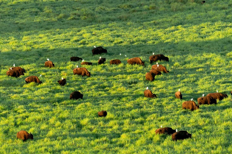 Cattle Egrets