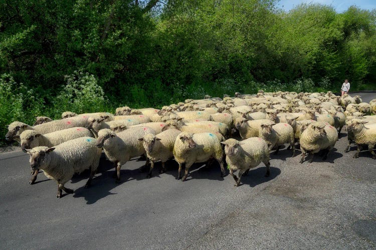 English Sheep