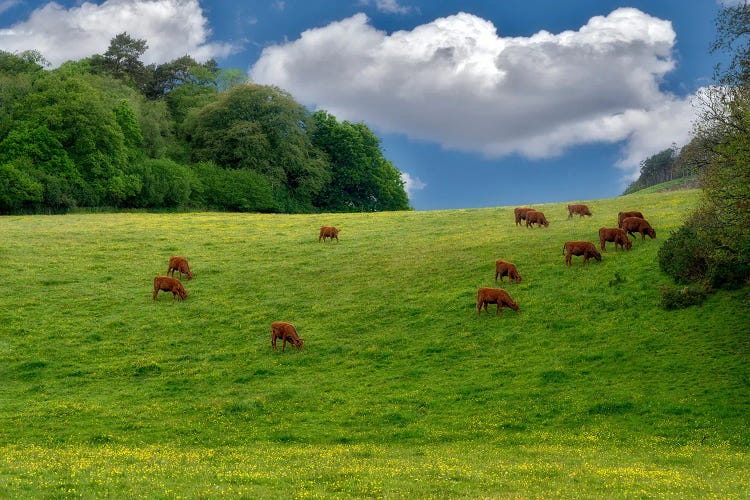 English Cows