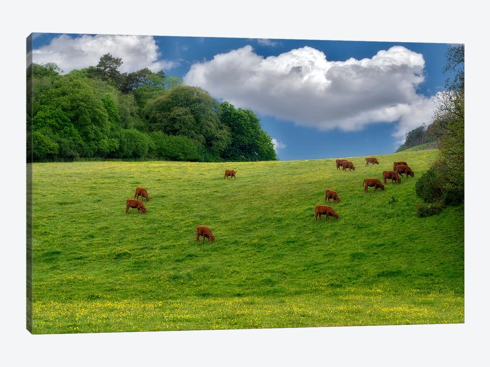 English Cows by Dennis Frates 1-piece Canvas Wall Art