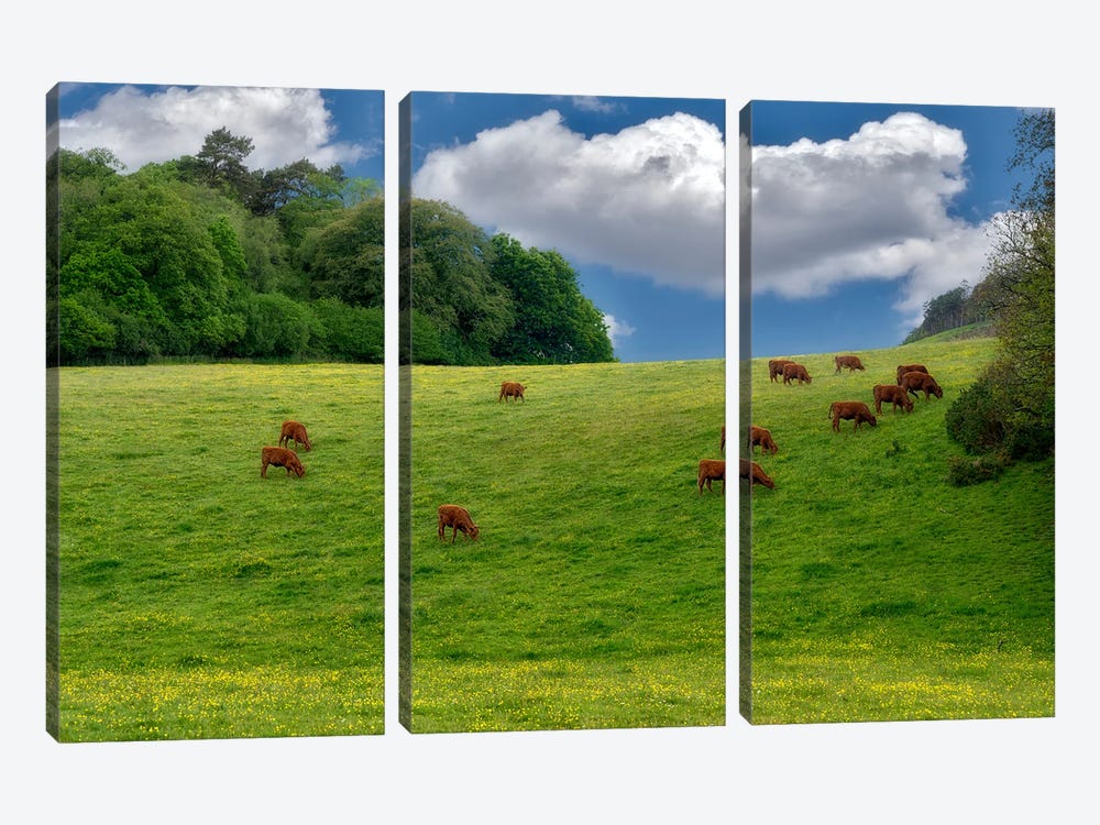 English Cows by Dennis Frates 3-piece Canvas Art