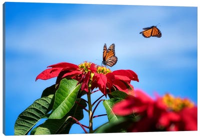 Monarchs Canvas Art Print - Monarch Butterflies