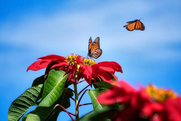 Monarch Butterflies: Monarchs by Dennis Frates