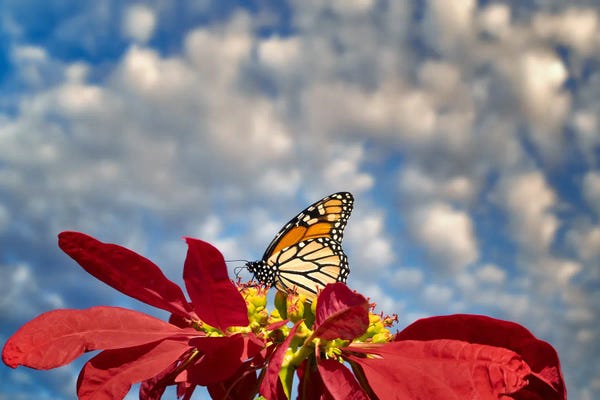Monarch Butterflies: Monarchs II by Dennis Frates