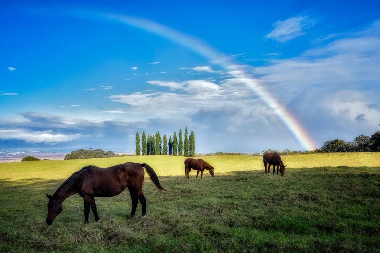 Horse Pasture Rainbow