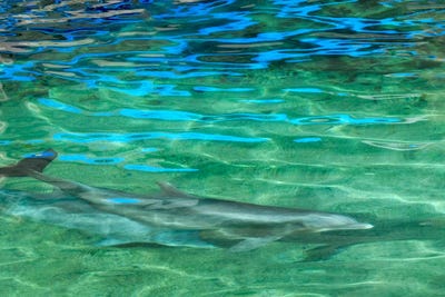 Dolphin by Dennis Frates framed canvas print