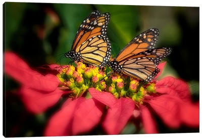 Monarchs III Canvas Art Print - Monarch Butterflies