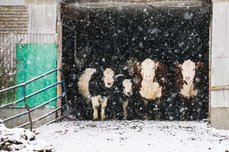 Winter In The Barn