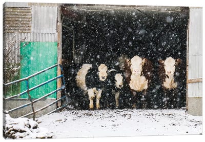 Winter In The Barn Canvas Art Print - Debbra Obertanec