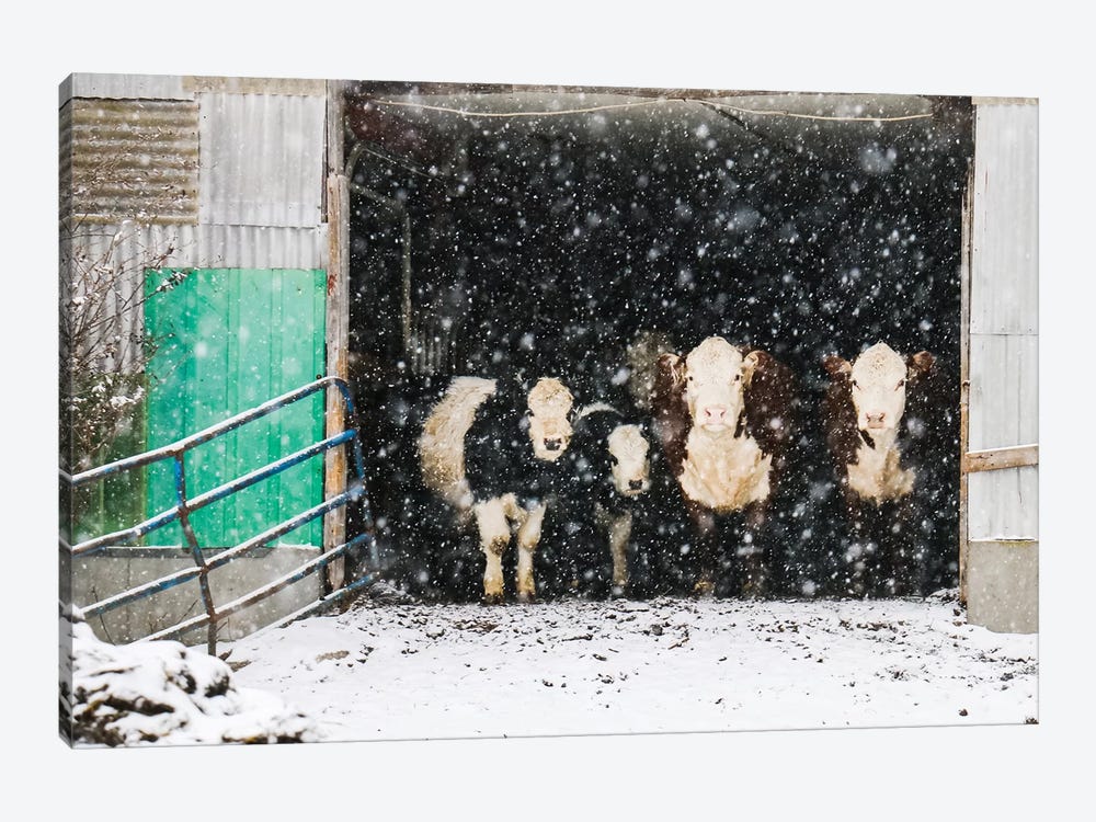 Winter In The Barn by Debbra Obertanec 1-piece Canvas Artwork