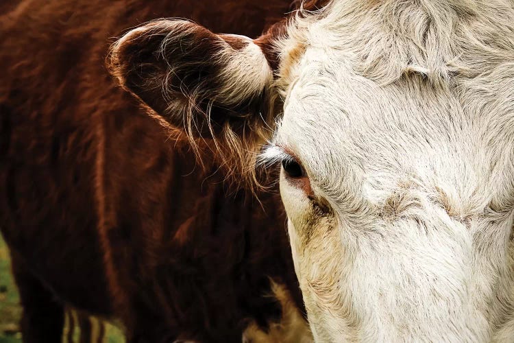 Beautiful Bovine by Debbra Obertanec wall art