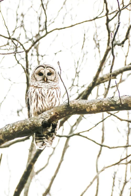 Barred Owl In The Wild