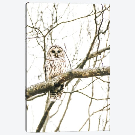 Barred Owl In The Wild Canvas Print #DEO117} by Debbra Obertanec Canvas Artwork